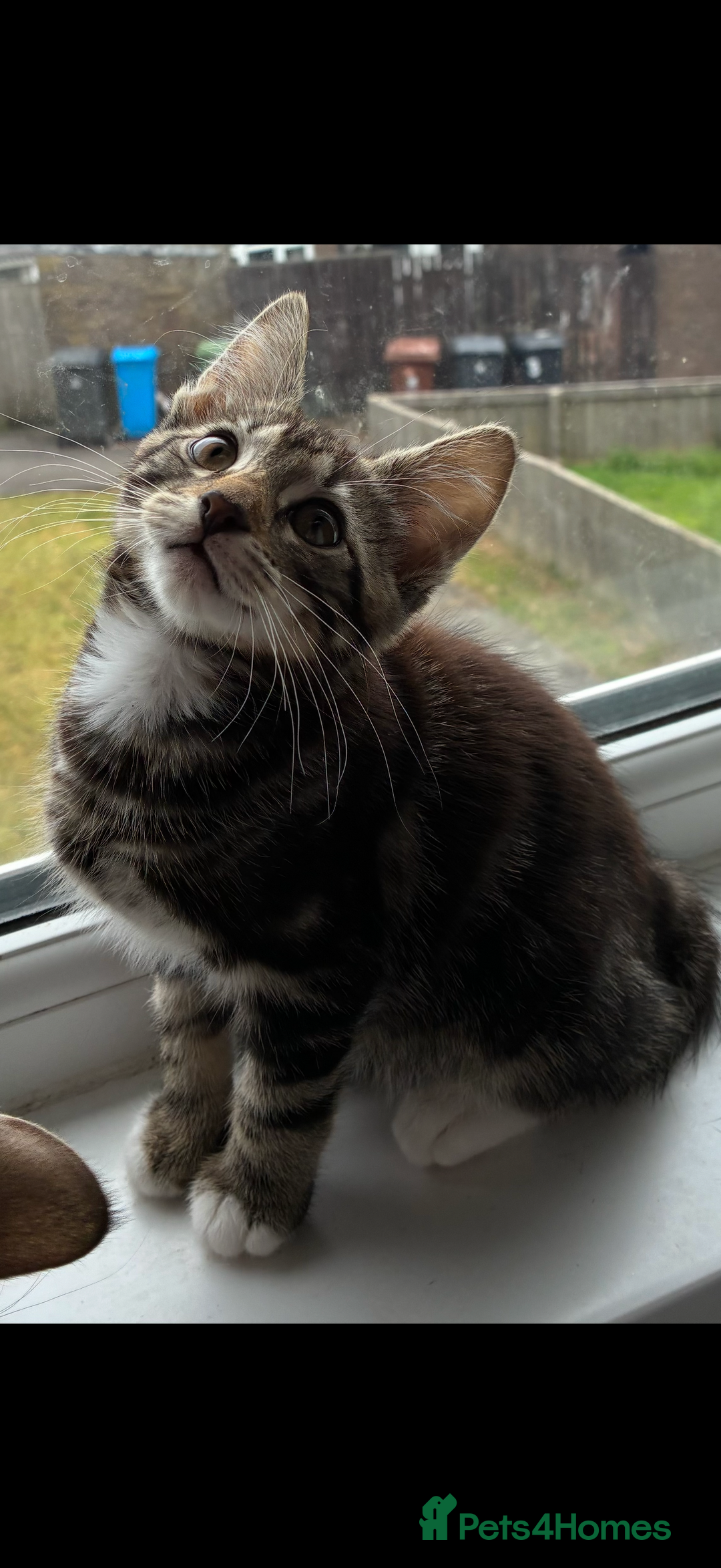 British Shorthair cats for sale: Two male kitties for sale - Image 4