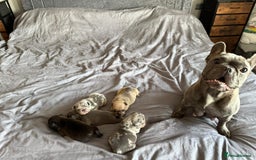 French Bulldog dogs for sale: French bulldog - Image 2