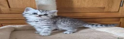 British Shorthair cats for sale: Gorgeous British Shorthair kittens  - Advert 8