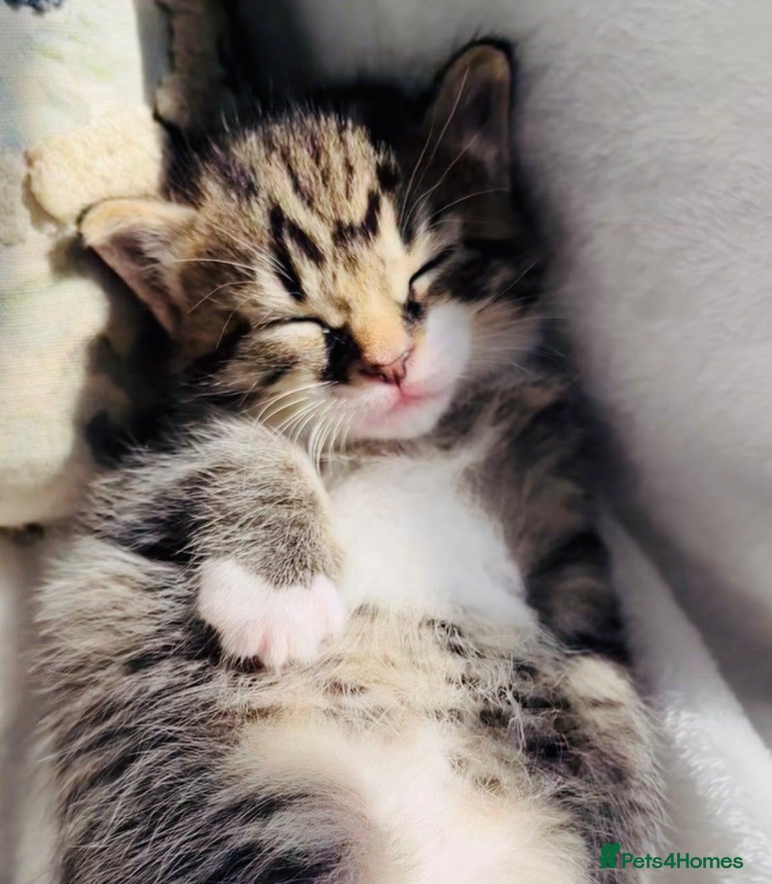 Mixed Breed cats Beautiful Bengal Ragdoll kittens ready to go now - Advert 8