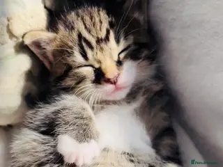 Mixed Breed cats Beautiful Bengal Ragdoll kittens ready to go now - Advert 8