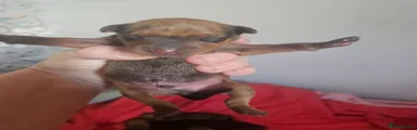 Miniature Pinscher 4