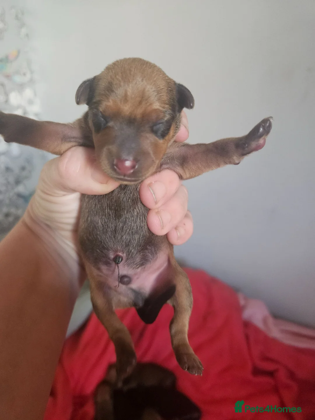 Miniature Pinscher dogs for sale: Adorable miniature pinscher puppies  - Advert 26