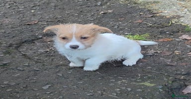 Jack Russell dogs Lovely Rough Coated Small Jack Russells  - Advert 5