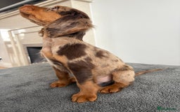 Cocker Spaniel dogs for sale: Cocker spaniel puppies  - Image 5