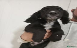 Cocker Spaniel dogs for sale: Kc reg working Cocker spaniels  born 13th July  - Image 6
