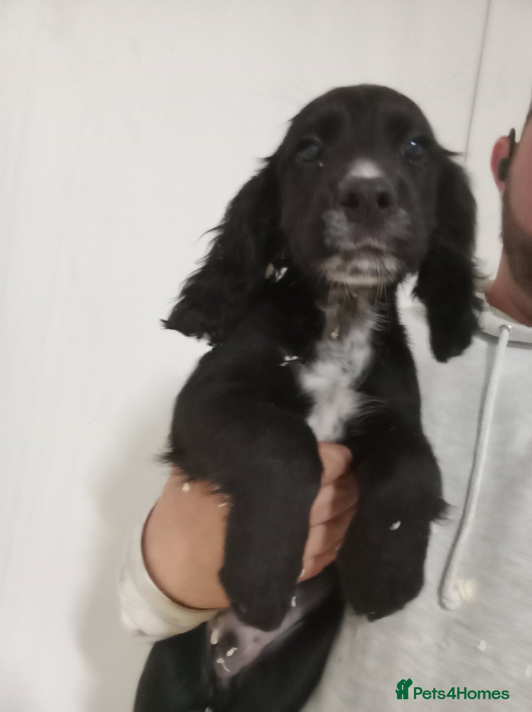 Cocker Spaniel dogs for sale: Kc reg working Cocker spaniels  born 13th July  - Image 6