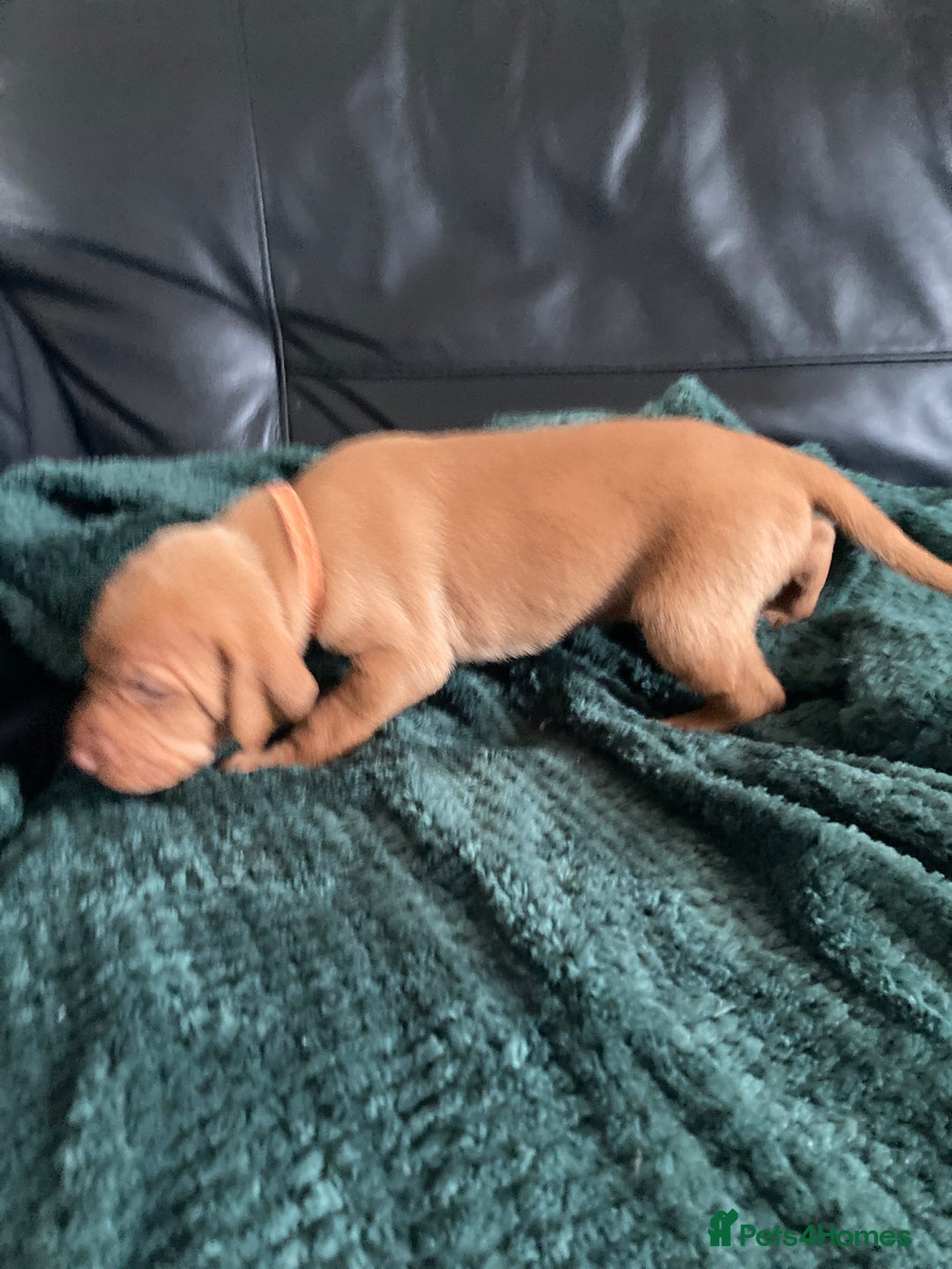 Hungarian Vizsla dogs for sale: 4 adorable Hungarian vizsla BOYS available - Image 22