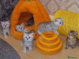 British Shorthair cats 🩵💙💜Amasing British Shorthair Kittens🧡💚💙 - Advert 18