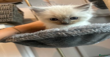 Ragdoll cats - Advert 16