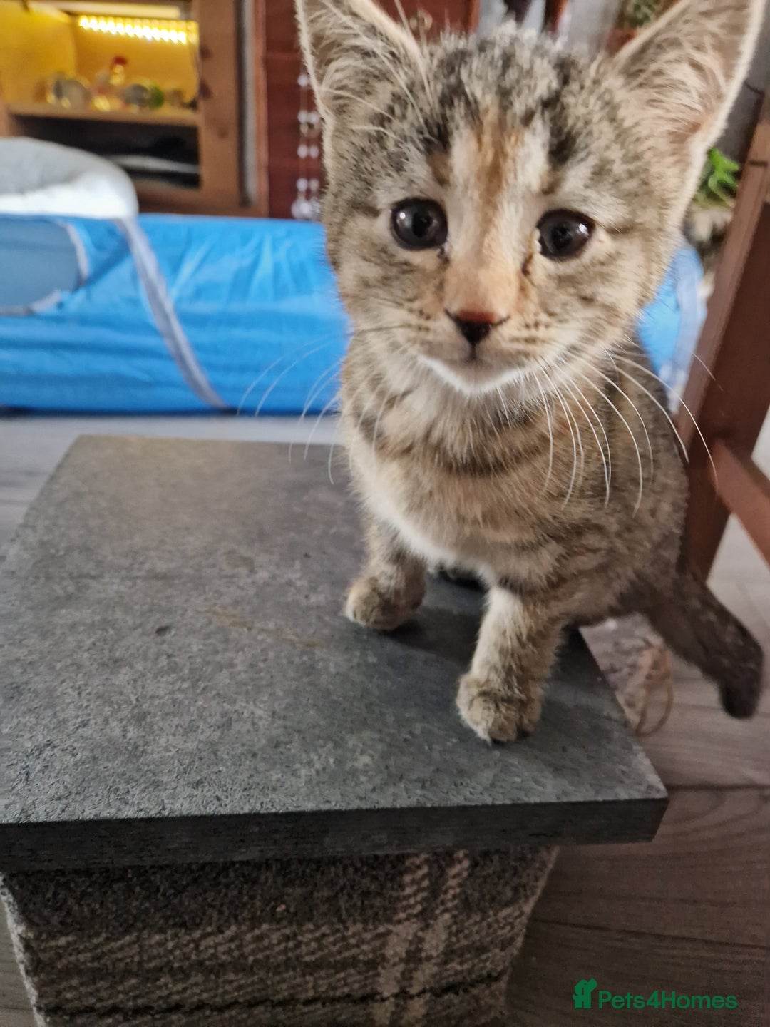 Mixed Breed cats for sale: 4 Beautiful kittens ready for loving home  ♥️ - Image 24