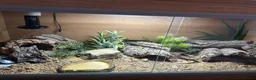 Leopard Gecko reptiles for sale: Full set up with Female Mack snow leopard gecko - Advert 8
