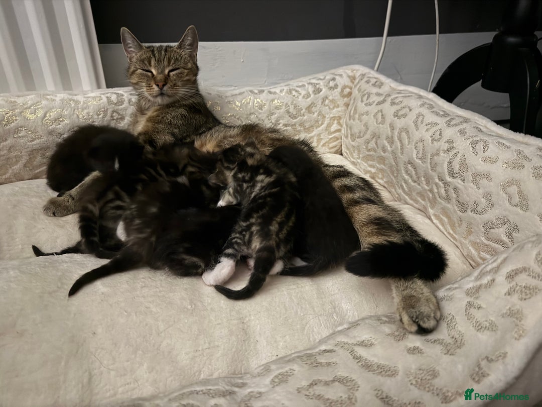 Bengal cats for sale: Bengal mix - Image 14