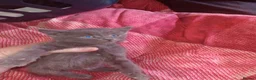 Mixed Breed cats for sale: 5 gorgeous playful male kittens,  in Llanybydder - Advert 16