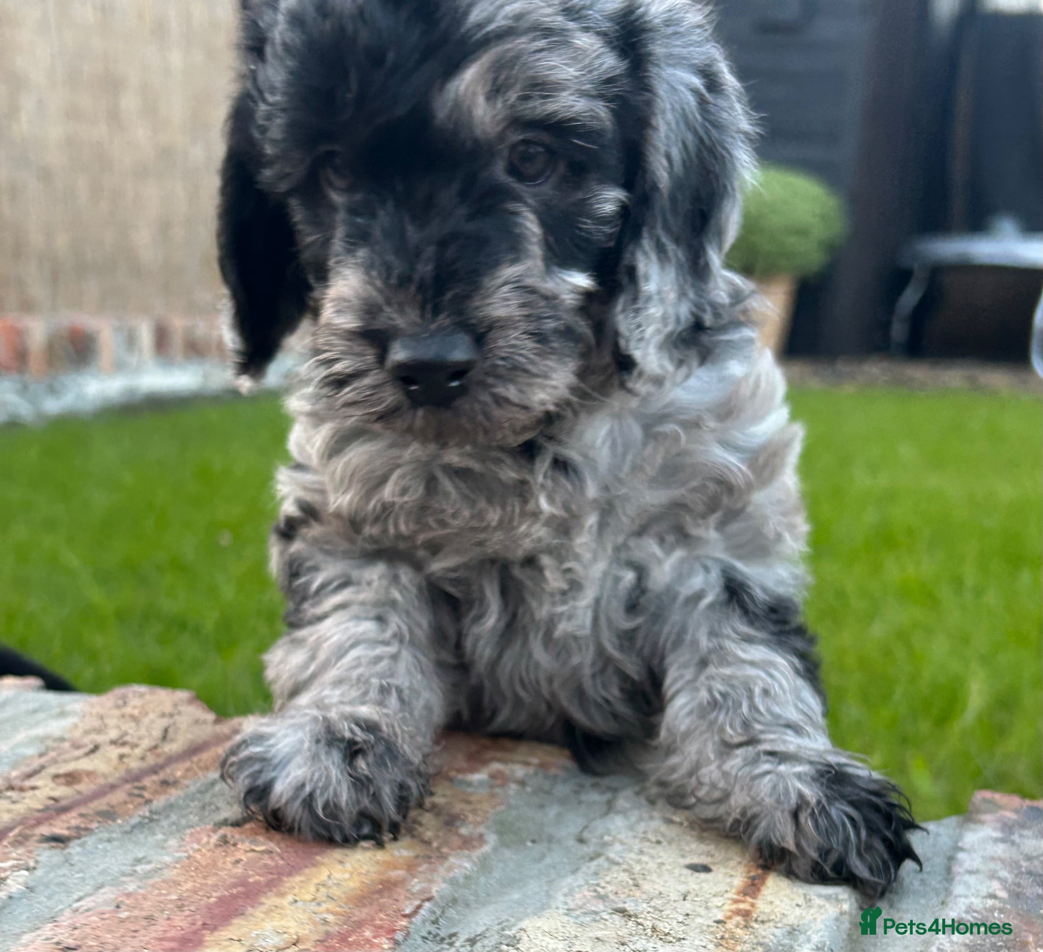 Labradoodle dogs Beautiful F2B Miniature Labradoodle Puppies  🐾 - Advert 6