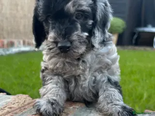 Labradoodle dogs Beautiful F2B Miniature Labradoodle Puppies 🐾 - Advert 4