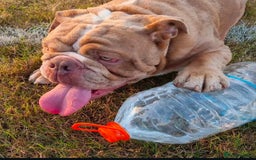 Olde English Bulldogge dogs for stud: 2 olde English bulldogs brothers for stud - Image 2