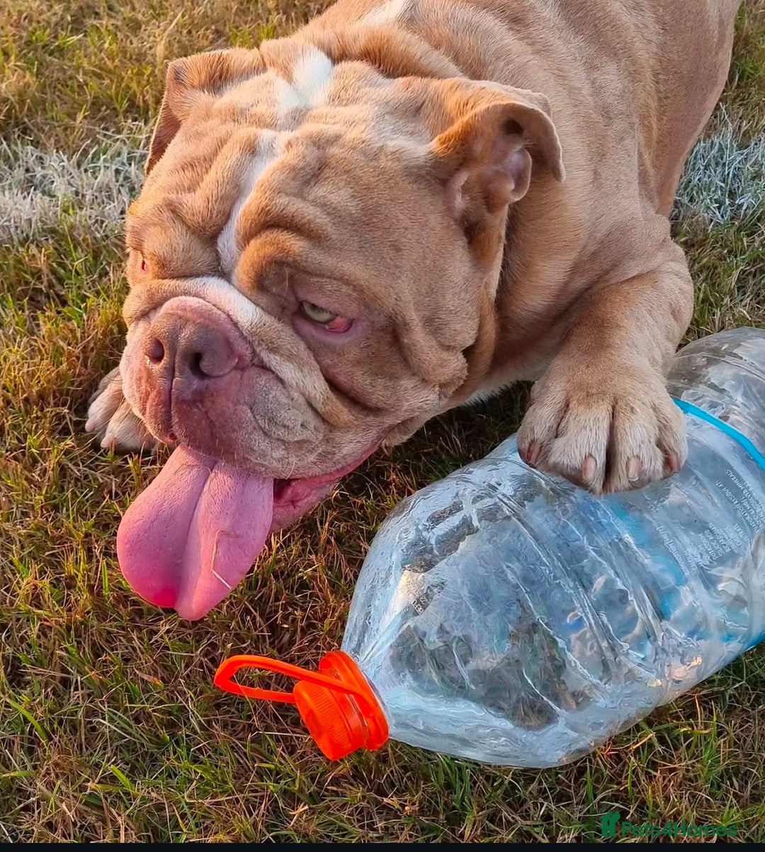 Olde English Bulldogge dogs for stud: 2 olde English bulldogs brothers for stud - Image 2