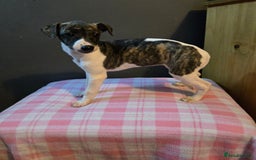 Whippet dogs for sale: ✅️ Ready to leave - KC whippets 🧡 - Image 14