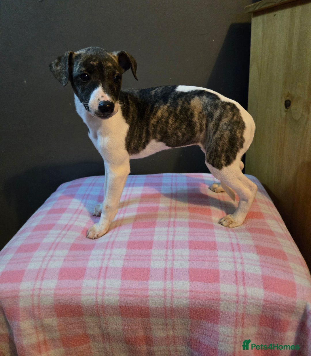Whippet dogs for sale: ✅️ Ready to leave - KC whippets 🧡 - Image 14