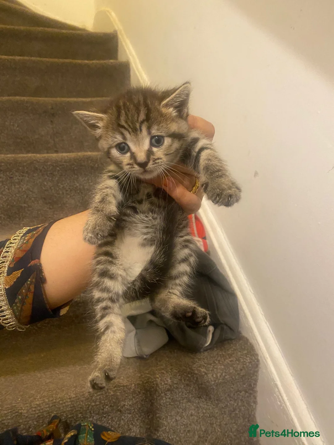 Mixed Breed cats for sale: Kittens for sale (3 available) in Cambridge - Advert 7
