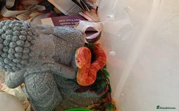 Corn Snake reptiles for sale: 🔥 🌽 🐍 Flame colour corn snake 🐍 🌽 🔥 - Image 4