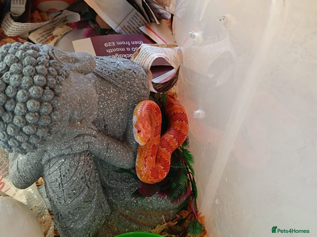 Corn Snake reptiles for sale: 🔥 🌽 🐍 Flame colour corn snake 🐍 🌽 🔥 - Image 4