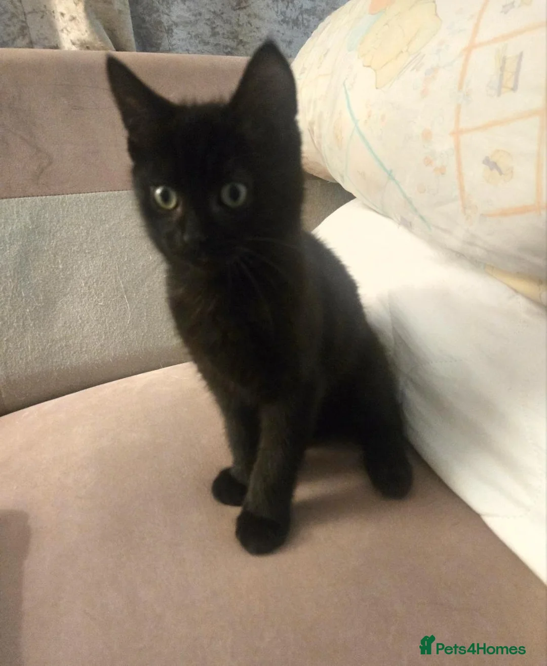 Ragdoll cats for sale: Gorgeous last boy kitty left  - Advert 3