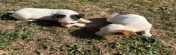 Jack Russell dogs for sale: Jack Russell girls  in Cardiff - Advert 4