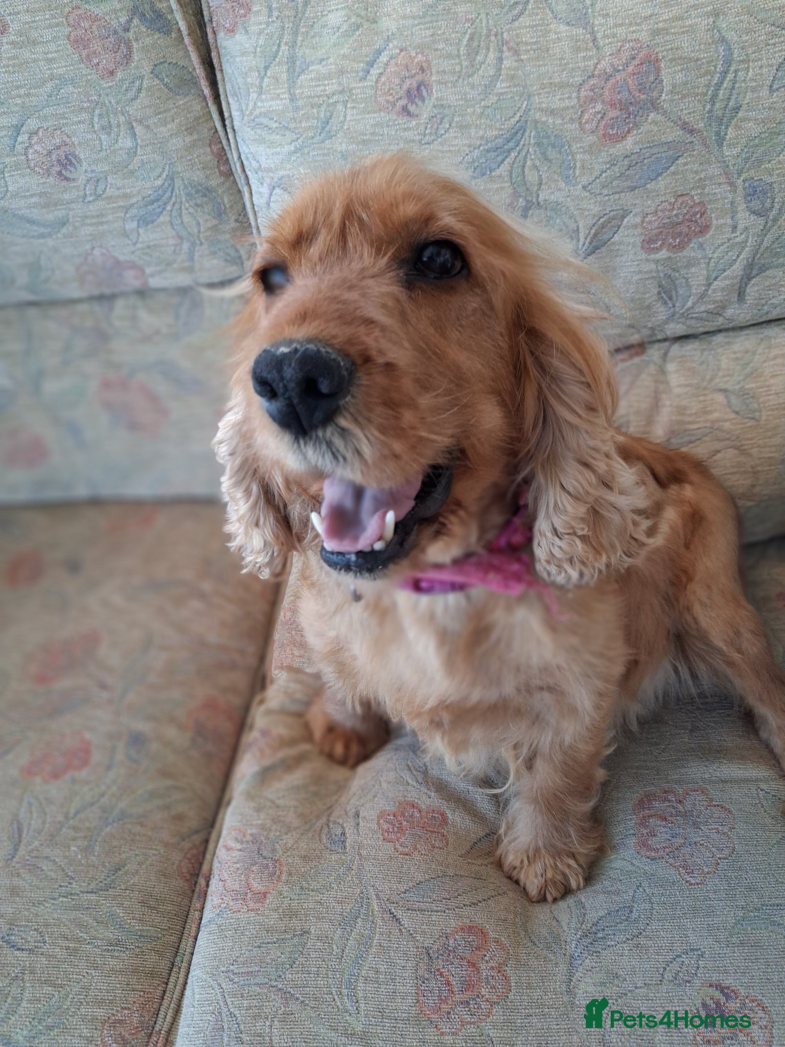 Cocker Spaniel dogs Stunning golden show type cocker spaniels - Advert 4