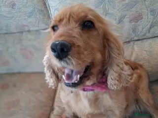 Cocker Spaniel dogs Stunning golden show type cocker spaniels - Advert 4