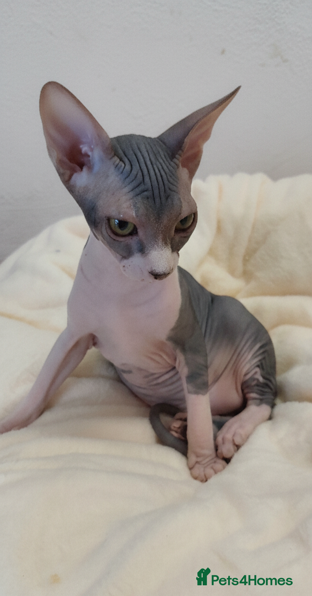 Sphynx cats for sale: Sphynx Kittens – Males & Female – International ✅ - Advert 8