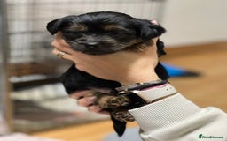 Yorkshire Terrier dogs for sale: Yorkshire Terrier  - Advert 7