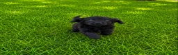 Cocker Spaniel dogs for sale: Cocker spaniel in London - Advert 4