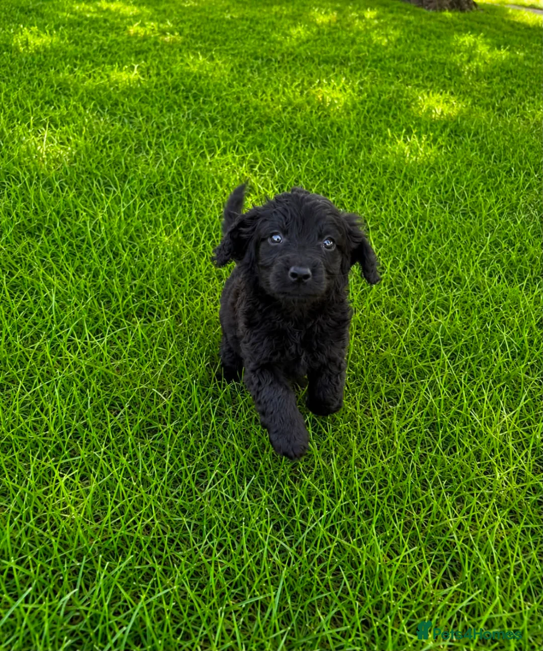 Cocker Spaniel dogs for sale: Cocker spaniel in London - Advert 4