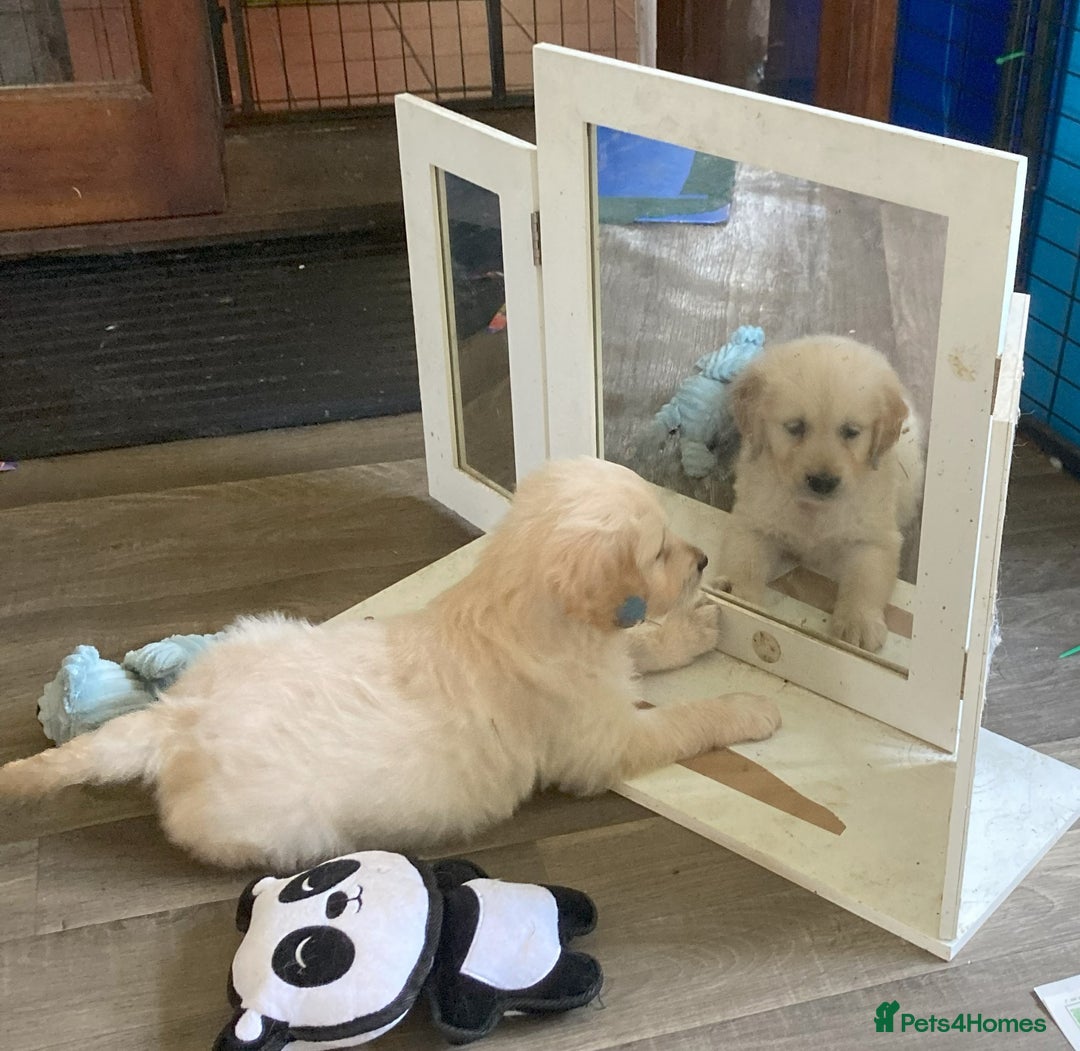 Golden Retriever dogs for sale: Fyffrind Meadow (Miss Purple)  - KC Reg. Goldies from a 5 Star Registered Breeder  - Image 7