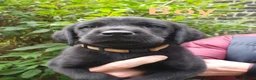 Labrador Retriever dogs for sale: Beautiful Labrador Retriever puppies  - Advert 15