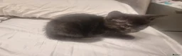 Mixed Breed cats for sale: Beautiful mixed kittens, very playful  - Advert 3