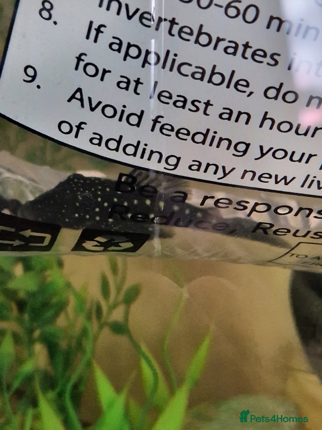 Plecos fish for sale: Royal/blue phantom pleco for sale - Advert 3