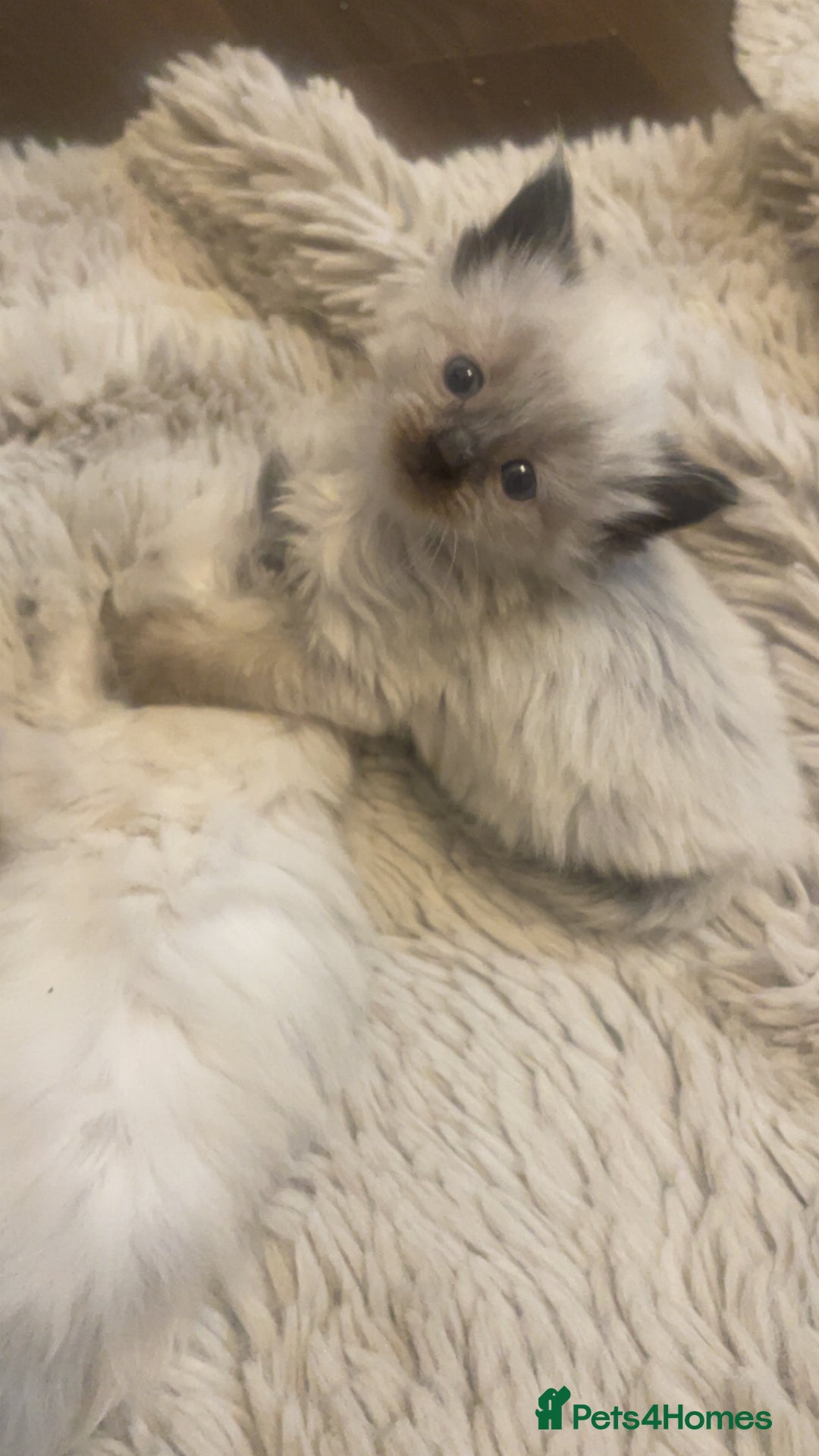 Ragdoll cats for sale: Beautiful blue eyed ragdoll  - Advert 11