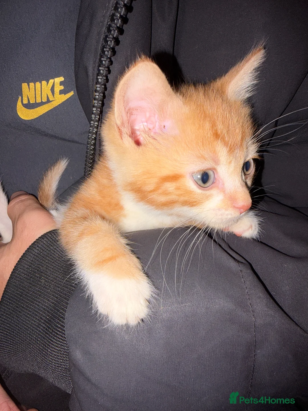 Mixed Breed cats for sale: Ginger boy kitten  - Advert 6