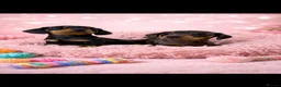 Miniature Dachshund dogs for sale: Miniature dachshund puppies 🐶 READY NOW - Advert 1