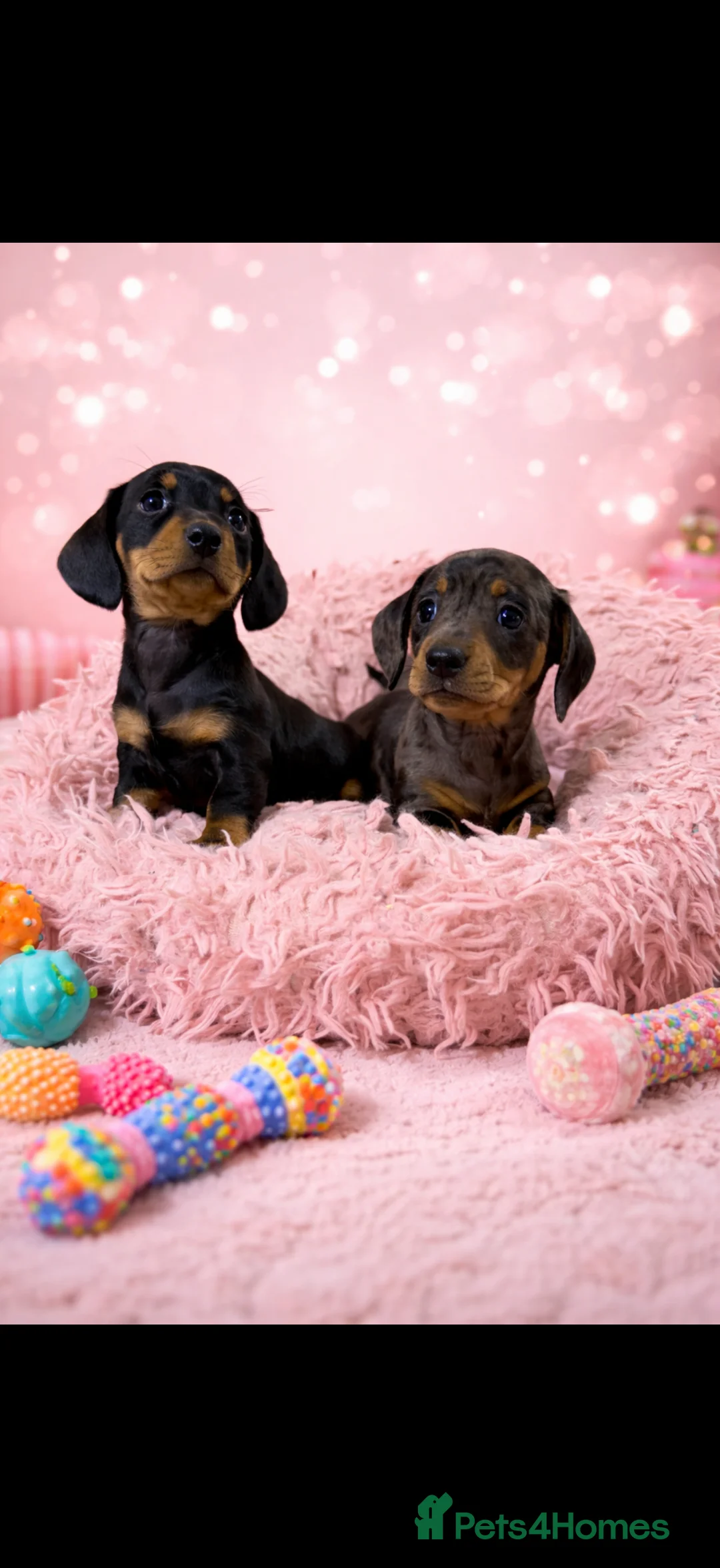 Miniature Dachshund dogs for sale: Miniature dachshund puppies 🐶 READY NOW - Advert 1