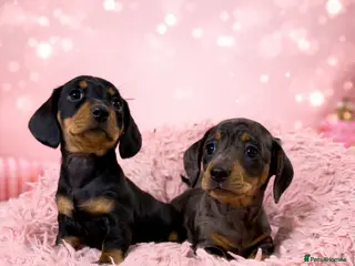 Miniature Dachshund dogs Miniature dachshund puppies 🐶 READY NOW - Advert 2