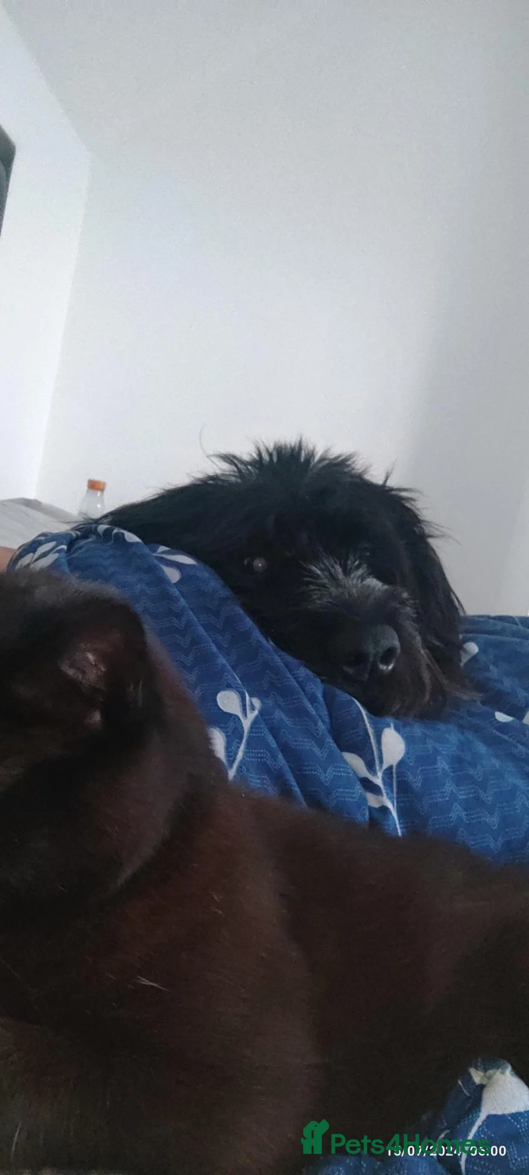 Mixed Breed dogs for sale: Wired Haired Pointer  in Lockerbie - Advert 9