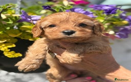 Cavapoo dogs for sale: Ready Now F1 Cavapoo boy - Image 9