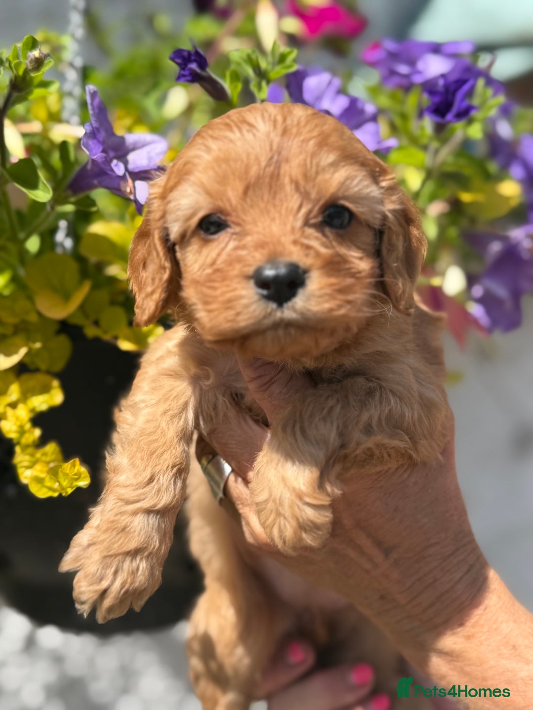 Cavapoo dogs for sale: Ready Now F1 Cavapoo boy - Image 9