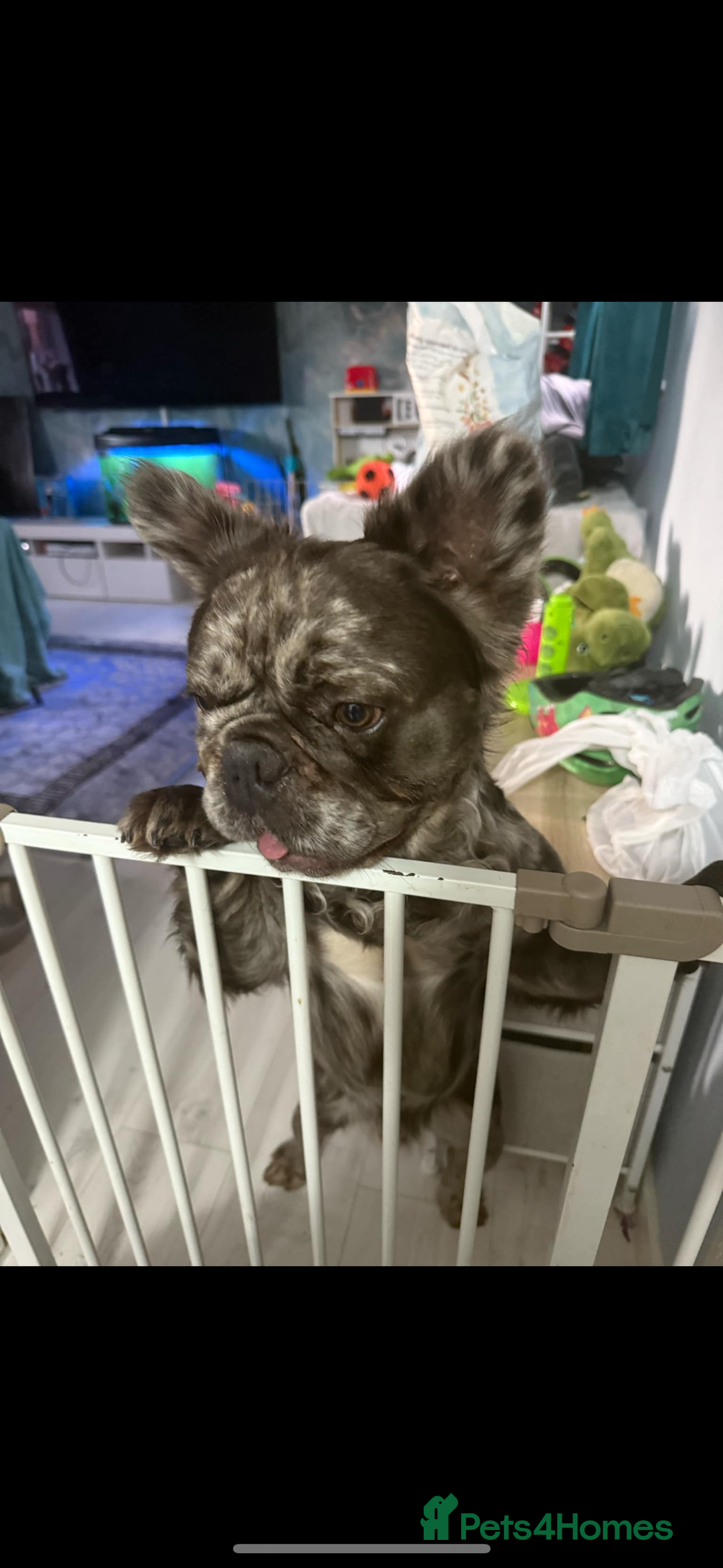 French Bulldog dogs for stud: Rare silver marble fluffy French bulldog - Image 2