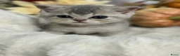 British Shorthair cats for sale: Blue Golden Shaded British Shorthair Kittens - Advert 2