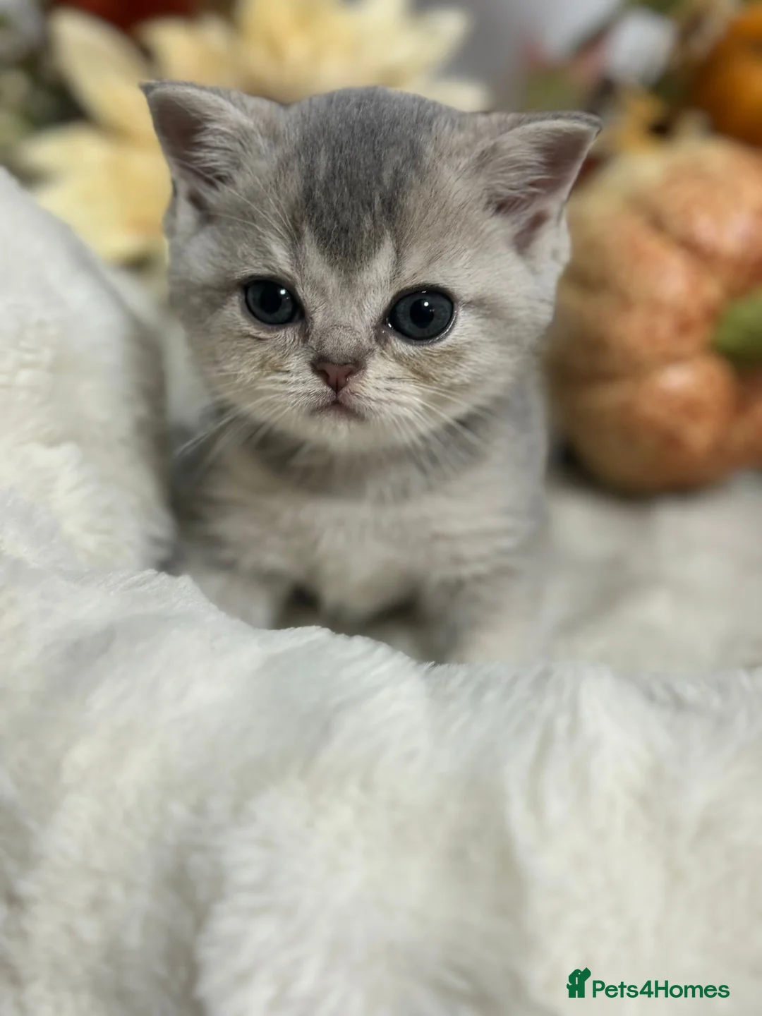 British Shorthair cats for sale: Blue Golden Shaded British Shorthair Kittens - Advert 2